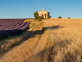 provence,in,summer,with,lavender,and,wheat,fields.,entrevennes,chapel