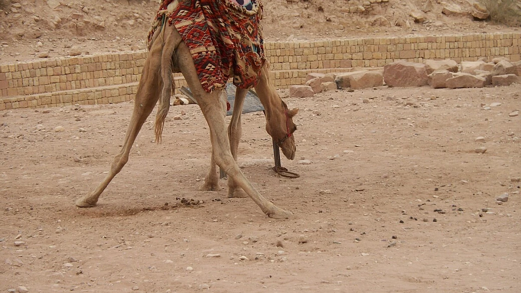 giordania: arte, natura, cultura e gastronomia