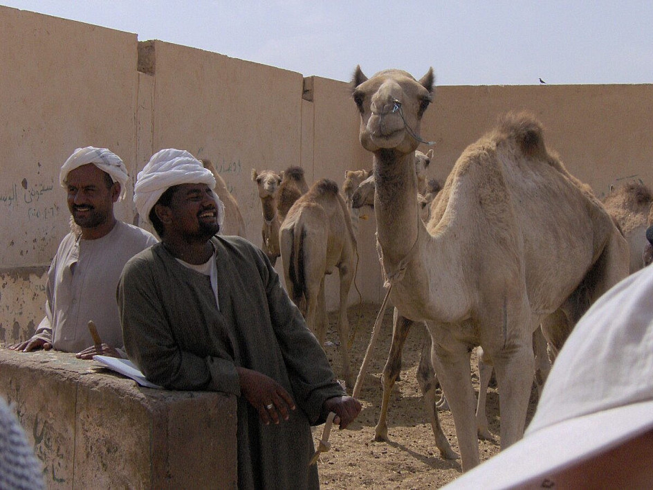 mercato dei cammelli