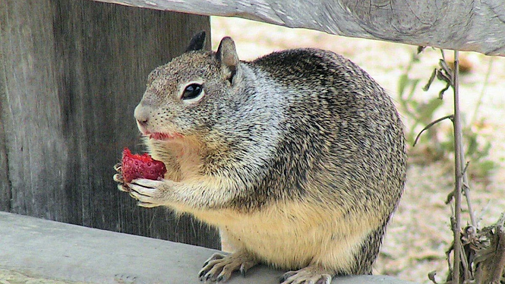 usa: california nevada arizona utah, da/a sfo