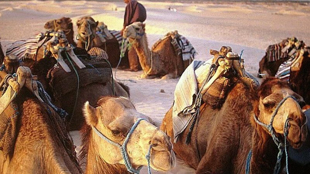 tunisia: un meraviglioso angolo d'africa