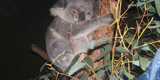 koala 15