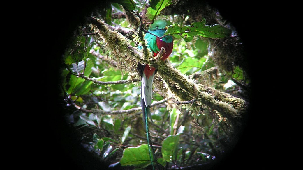 il trionfo della natura