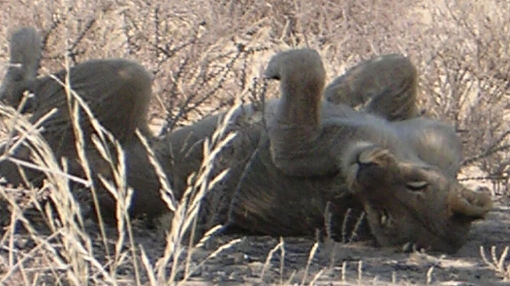 5200 km per il sudafrica!