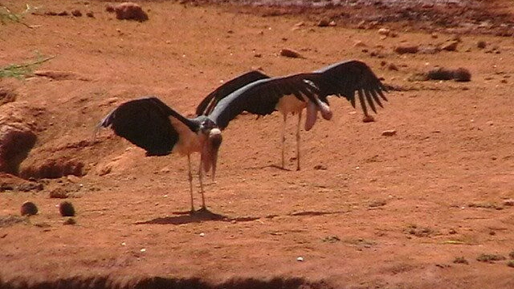 alle falde del kilimanjaro