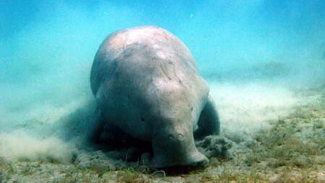 nord dell'egitto fai da te