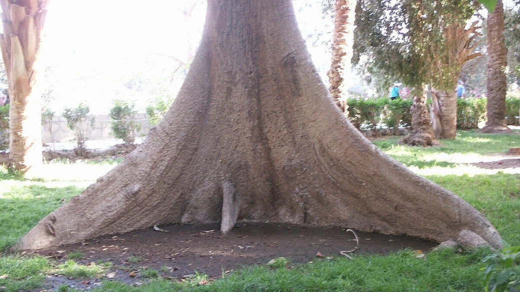 egitto: viaggio totalmente fai da te di 32 giorni