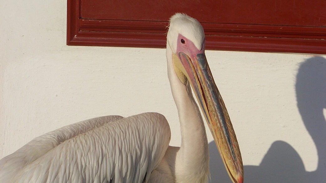 a caccia del minotauro