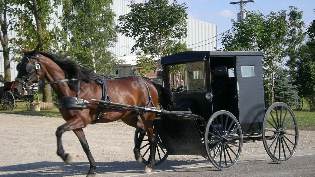 ontario e quebec, sulle orme degli orsi neri
