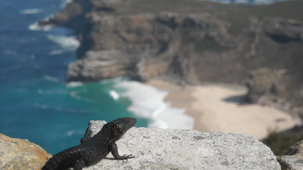 io sto con gli ippopotami