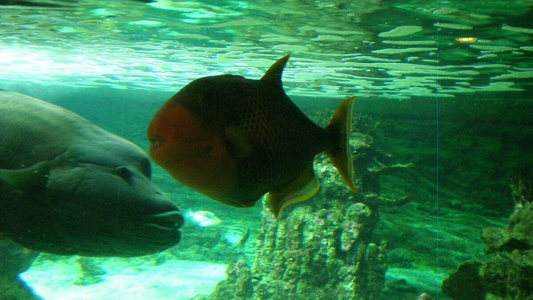 capodanno a monterosso