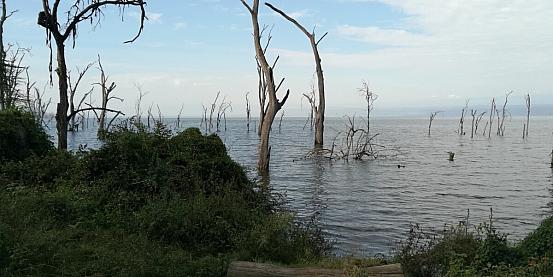 lake nakuru national park, kenya