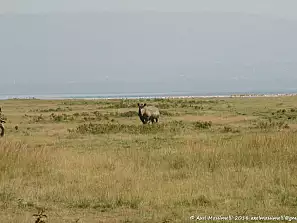 lake nakuru national park in kenya