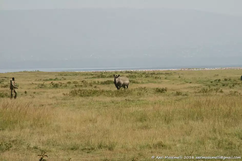 lake nakuru national park in kenya