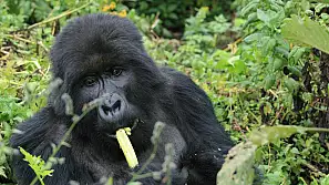 gli occhi del gorilla e altre storie d'africa