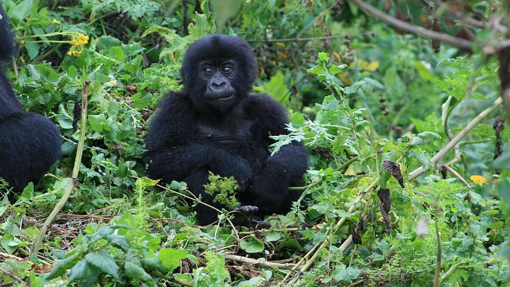 visita al volcanoes national park rwanda