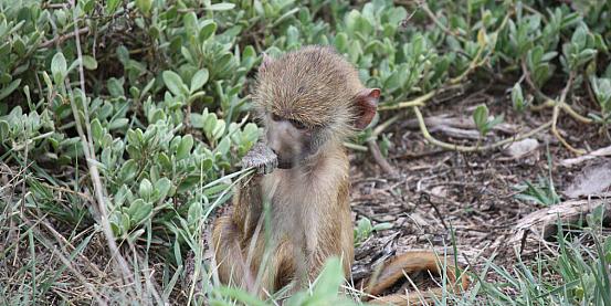 scimmietta kenyota nelle vesti di fumatrice d'erba :)