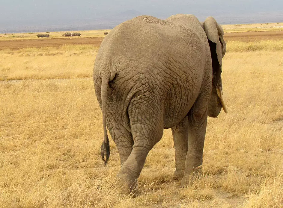 elefante all'amboseli national park