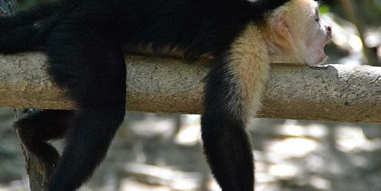 Scimmia hondurena assonnata!