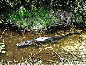 america-centrale-ght2b