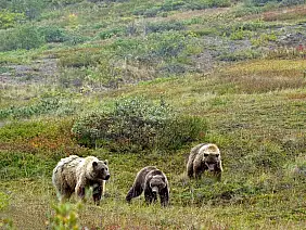 america-centrale-wezh8