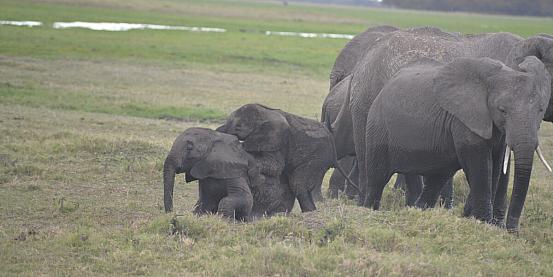 Elefanti giocherelloni