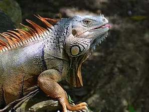 iguana linguaccia
