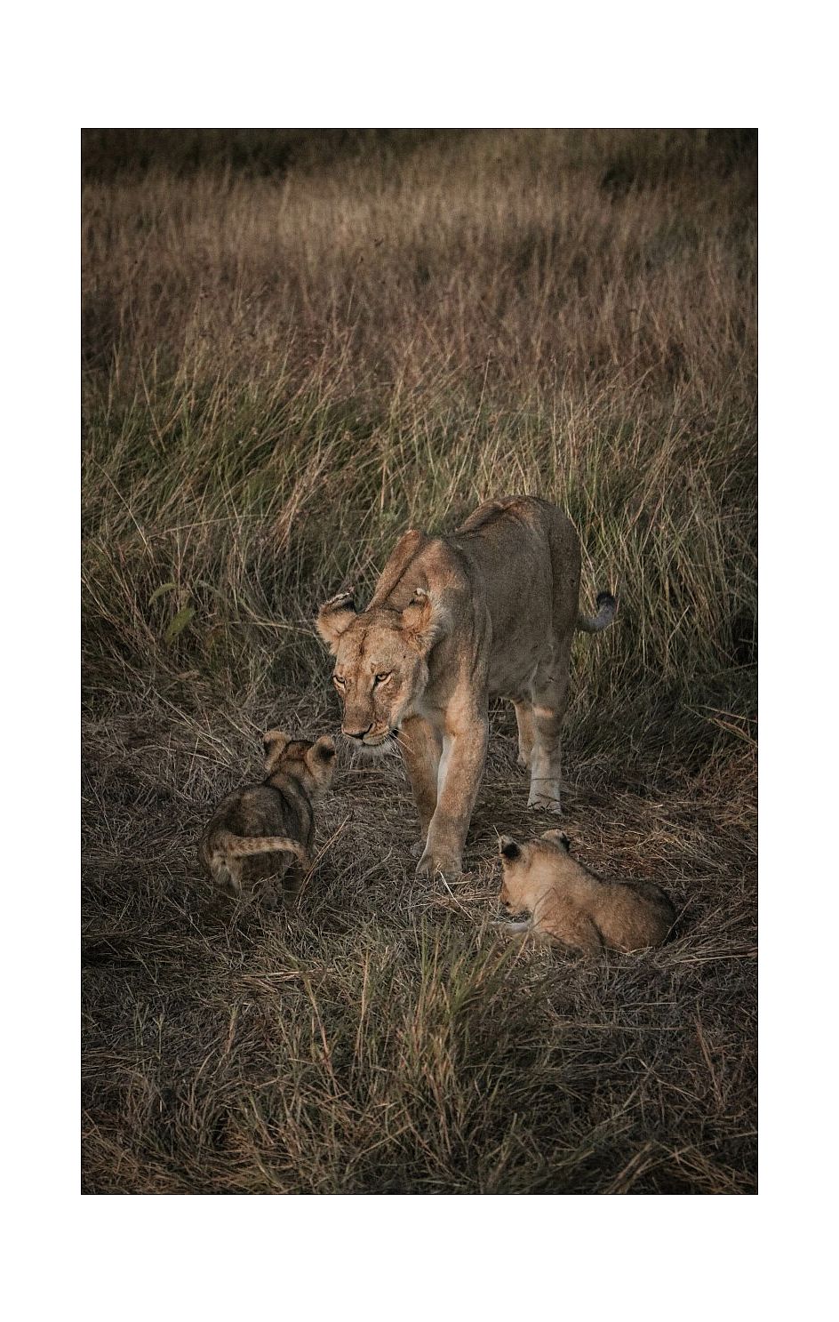 mamma leonessa con i piccoli 2