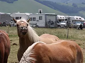 cavallo dopo barzelletta