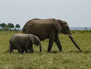 mamma e cucciolo di elefante 2