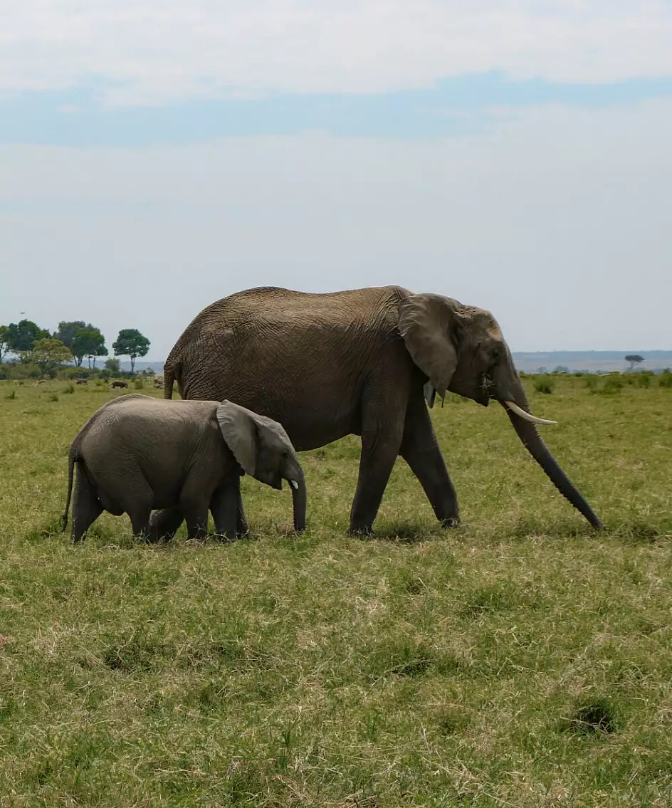 mamma e cucciolo di elefante 2