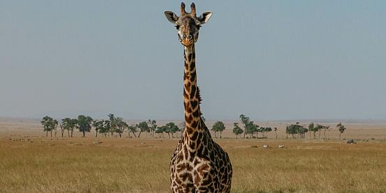 altezza ed eleganza della giraffa