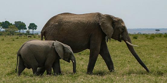 mamma e cucciolo di elefante