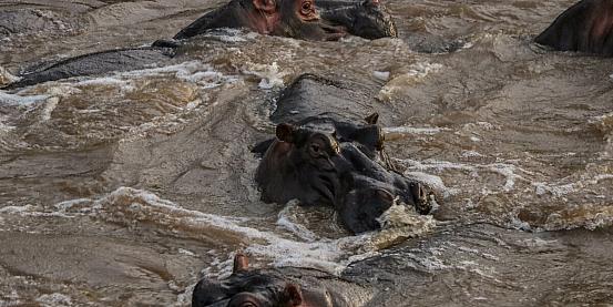 è l'ora del bagnetto per questa famiglia di ippopotami