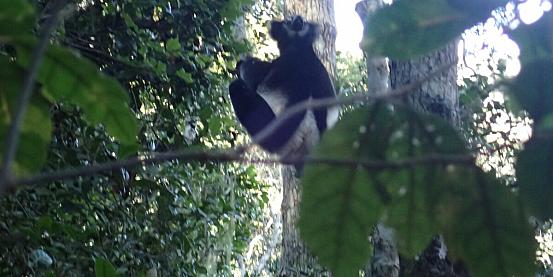 lemure indri nella foresta