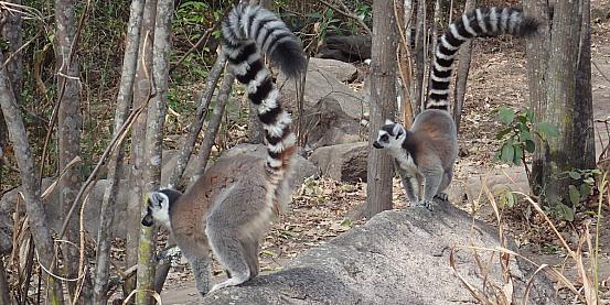 lemure dalla coda ad anelli