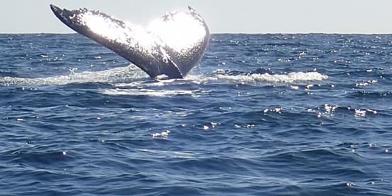 colpo di coda della balena
