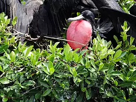 antigua-e-barbuda-z6vzu