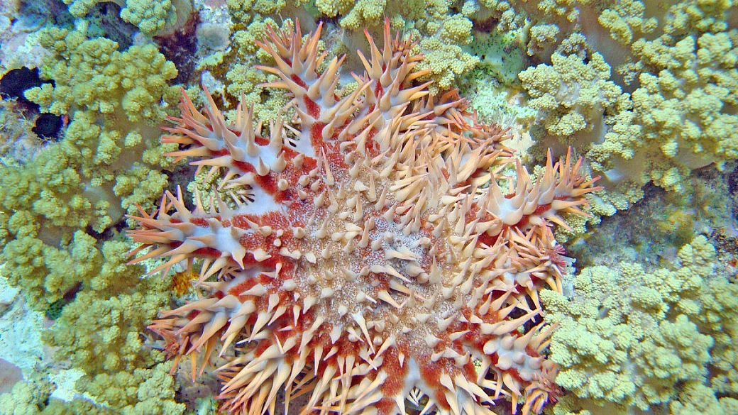 crociera horus francorosso