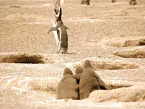 argentina-patagonia-e-tierra-5my71