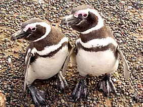 argentina-patagonia-e-tierra-d8y8e