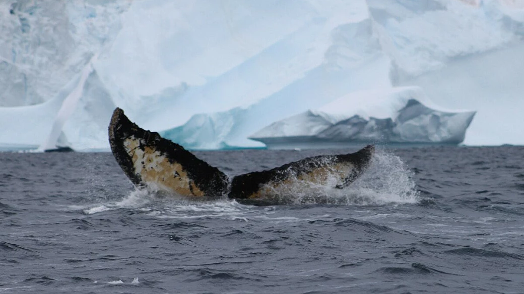 antartide, il viaggio della vita!