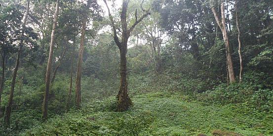 foresta pluviale 3