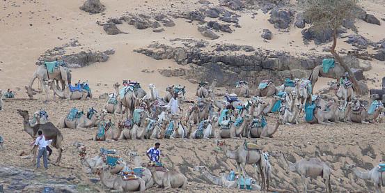 cammelli nubiani
