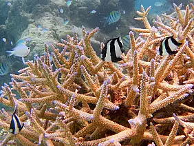 atollo-di-male-sud-53xrn