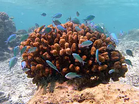 atollo-di-male-sud-abtcz