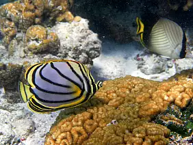 atollo-di-male-sud-h1w69