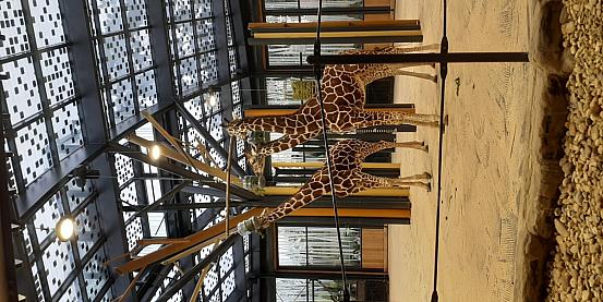 giraffe allo zoo