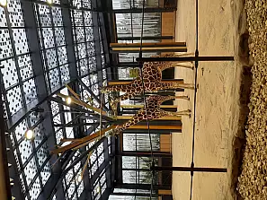 giraffe allo zoo