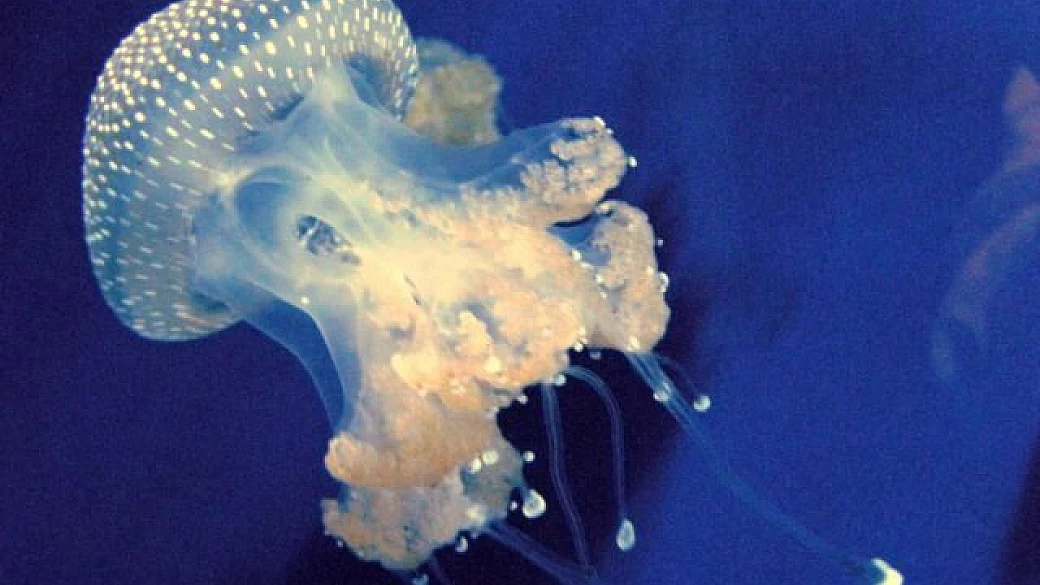 sardegna meridionale -culturalgastronomica